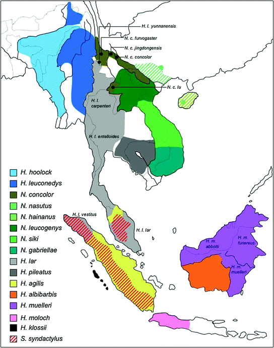 The Evolution of Gibbons and Siamang SpringerLink