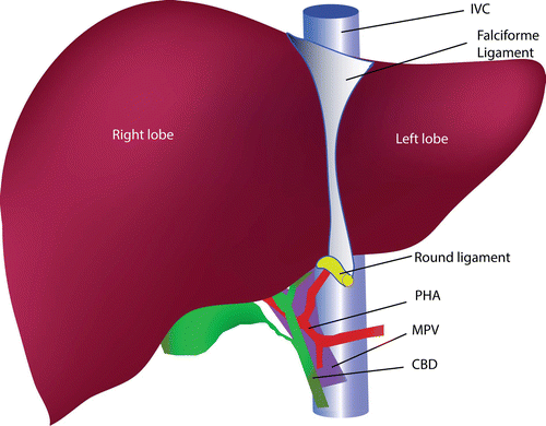 Anatomy And Surgical Procedures Of Liver Transplantation Springerlink