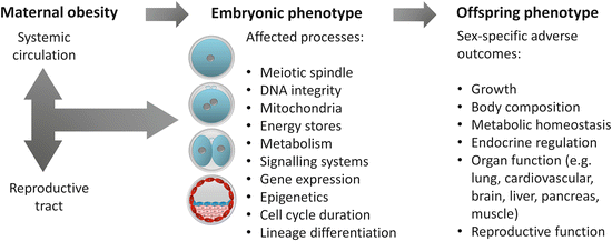 Maternal Obesity And Programming Of The Early Embryo Springerlink Maternal Obesity And Programming Of The Early Embryo Springerlink