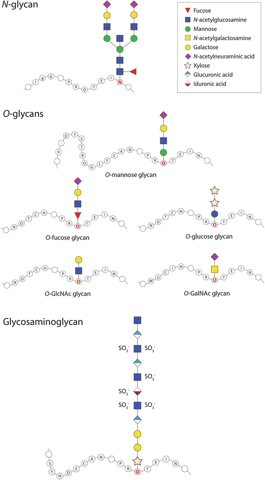 Ubiquitous Importance of Protein Glycosylation SpringerLink