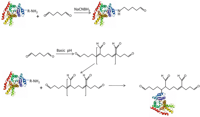 Introduction To The Field Of Enzyme Immobilization And Stabilization ...