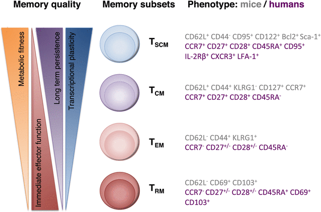 The Vast Universe of T Cell Diversity: Subsets of Memory Cells and ...