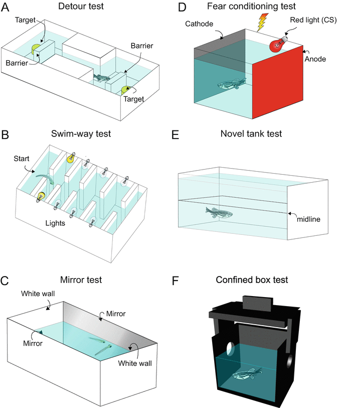 Genetic And Transgenic Approaches To Study Zebrafish Brain