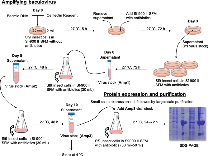 Expression and Purification of SH2 Domains Using Baculovirus Expression