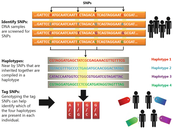 Methodologies to Identify and Analyze Genetic Polymorphisms for Human ...