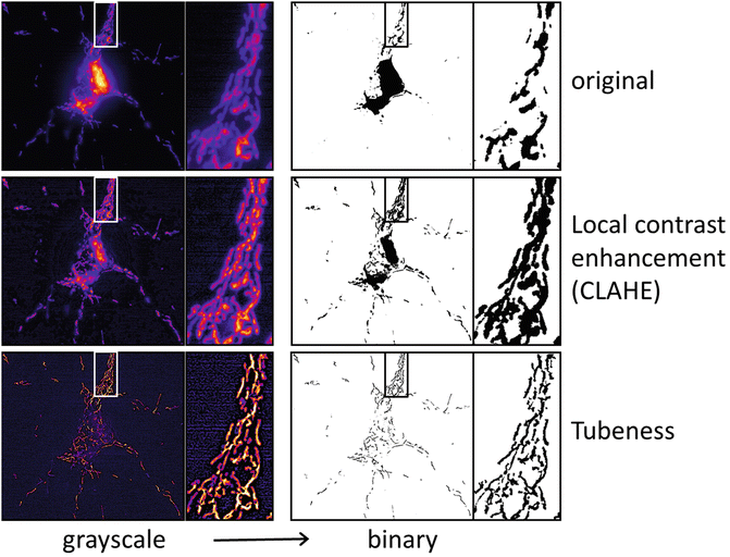 Measuring Mitochondrial Shape With Imagej Springerlink