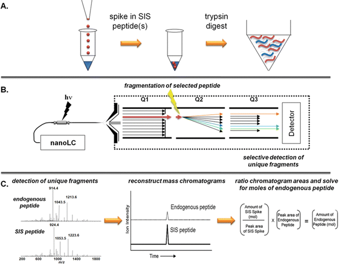 Quantitative Mass Spectrometry by Isotope Dilution and Multiple