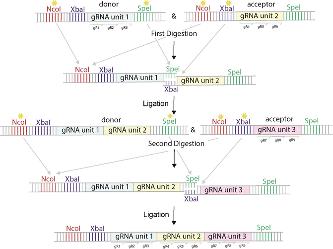 srdx repressor srdx repressor