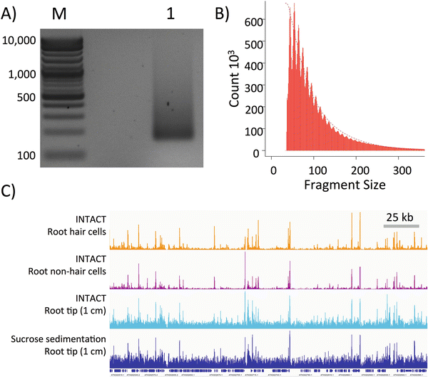Identification of Open Chromatin Regions in Plant Genomes Using ATAC ...