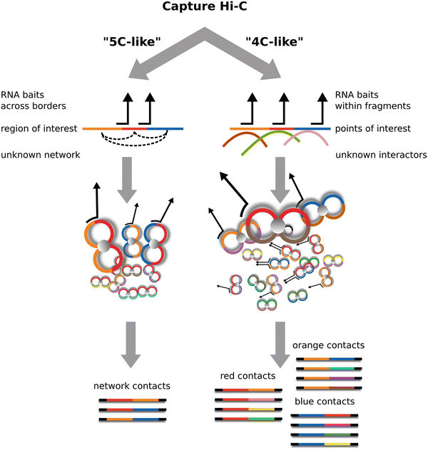 Technical Review A Hitchhiker’s Guide to Chromosome Conformation