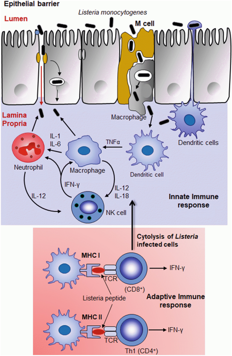 Listeria monocytogenes SpringerLink