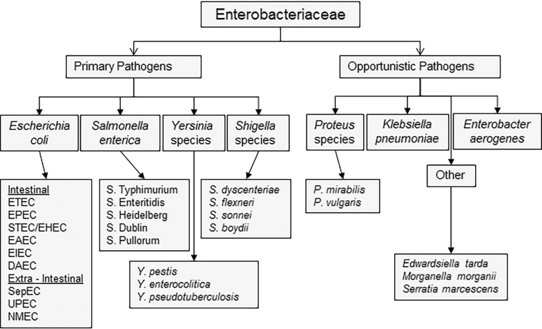 Escherichia coli | SpringerLink