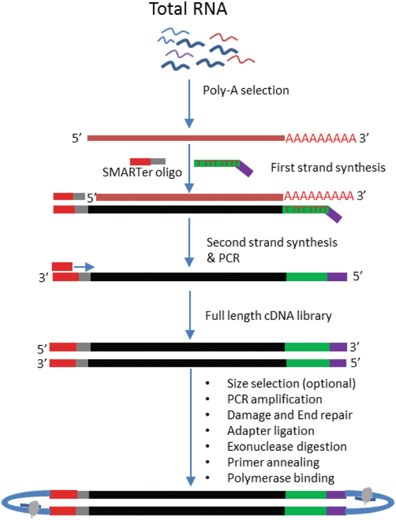 Current and Future Methods for mRNA Analysis: A Drive Toward Single ...