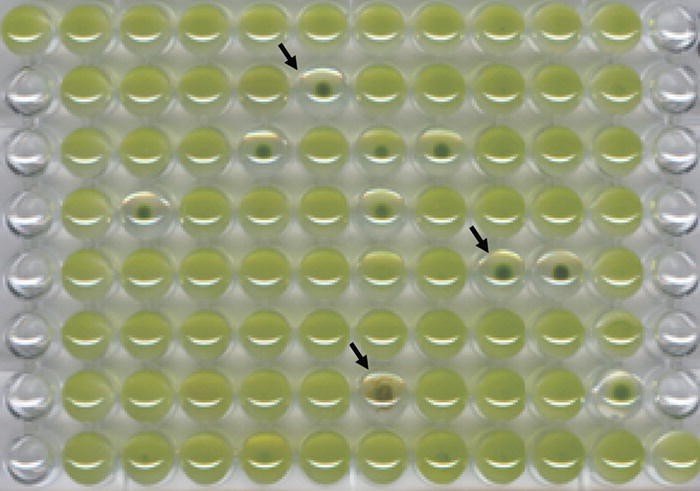 Chemical Screening For Flagella Associated Phenotypes In