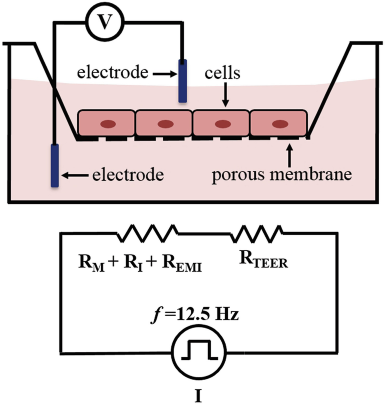 Transepithelial/Transendothelial Electrical Resistance (TEER) to Measure the Integrity of Blood