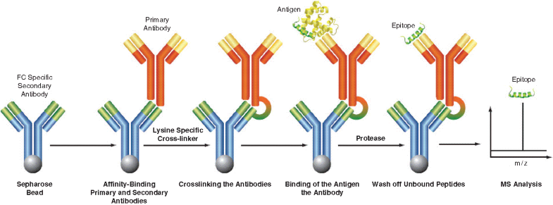 Epitope Mapping by Proteolysis of Antigen–Antibody Complexes | SpringerLink