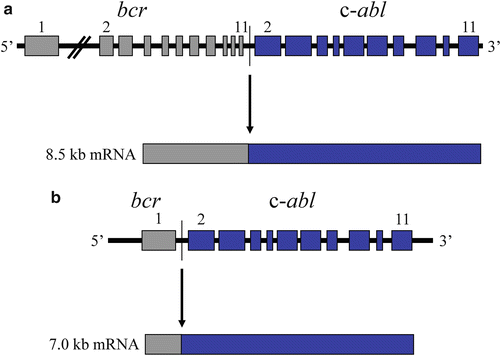 An Overview Of Cancer Genes Springerlink An Overview Of Cancer Genes Springerlink