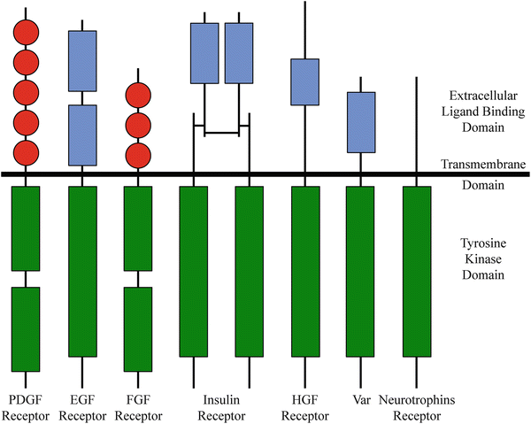 An Overview Of Cancer Genes Springerlink An Overview Of Cancer Genes Springerlink