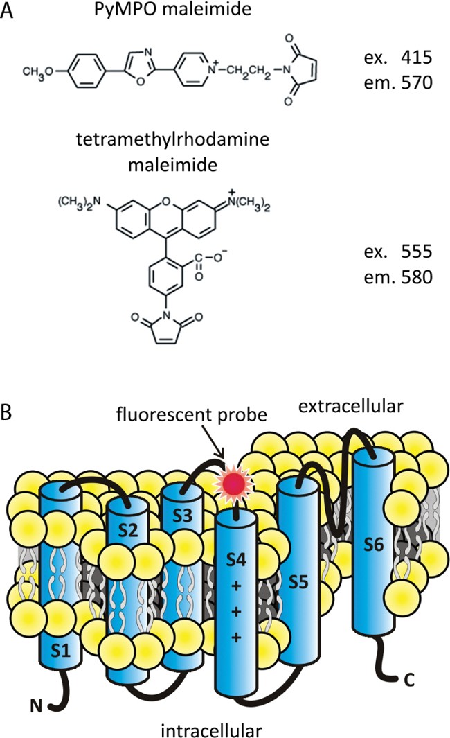 The VoltageClamp Fluorometry Technique SpringerLink