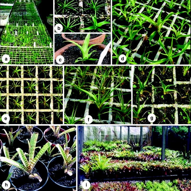 Strategies For The Micropropagation Of Bromeliads Springerlink Strategies For The Micropropagation Of Bromeliads Springerlink