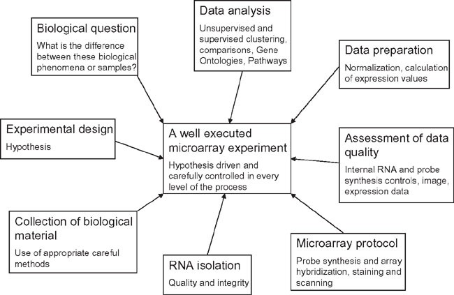 Preparing The Cdna Probe Flow Chart