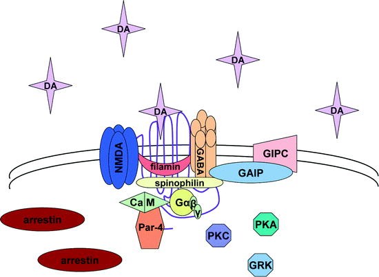 photo Dopamine Detox Pdf dopamine receptor interacting proteins