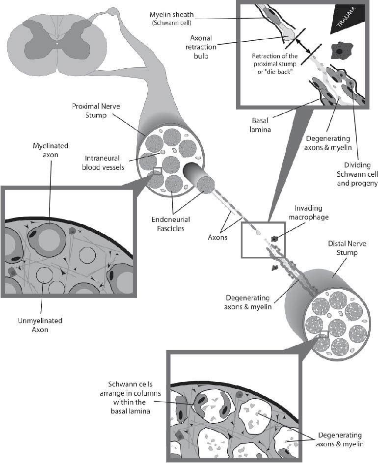 Degeneration, Regeneration, And Plasticity In The Nervous System | SpringerLink Degeneration, Regeneration, And Plasticity In The Nervous System | SpringerLink