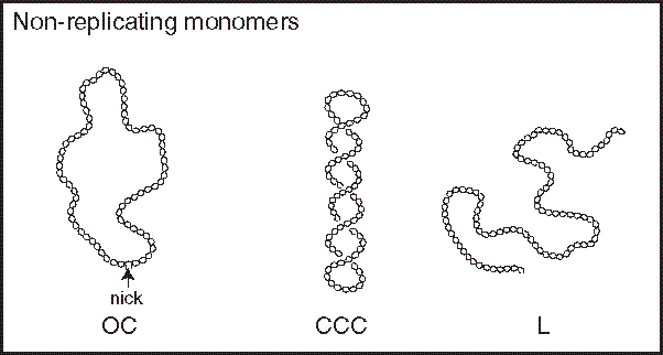 Topological Analysis Of Plasmid Dna Replication Intermediates Using Two Dimensional Agarose Gels Springerlink Topological Analysis Of Plasmid Dna Replication Intermediates Using Two Dimensional Agarose Gels Springerlink