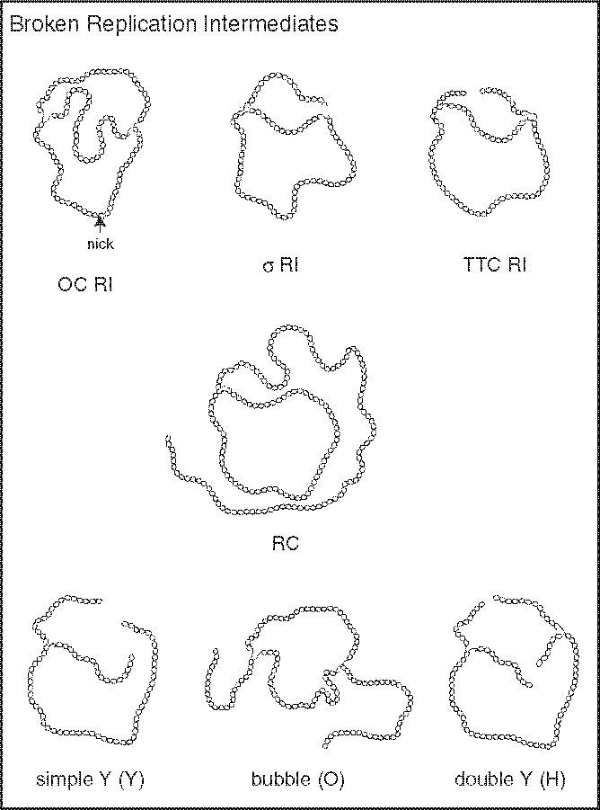 Topological Analysis Of Plasmid Dna Replication Intermediates Using Two Dimensional Agarose Gels Springerlink