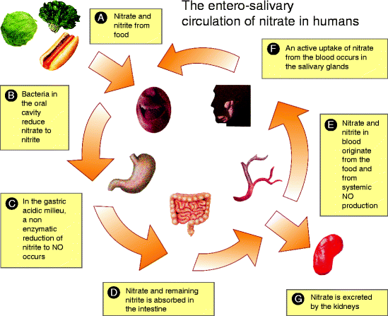 The Nitrate Nitrite Nitric Oxide Pathway In Mammals Springerlink