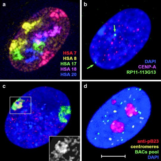 3DFISH on Cultured Cells Combined with Immunostaining SpringerLink