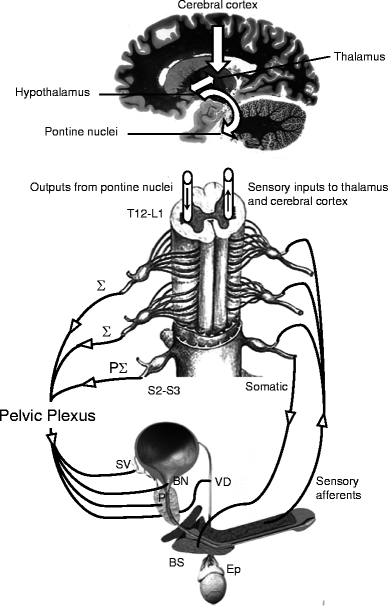 physiology-of-ejaculation-springerlink
