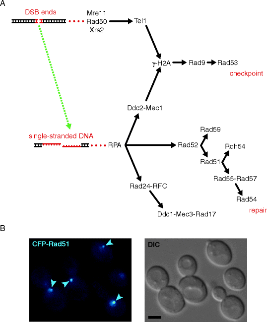 Cell Biology of Homologous in Yeast SpringerLink