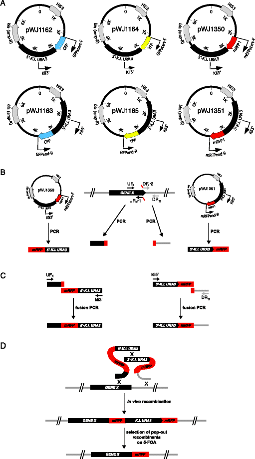 Cell Biology of Homologous in Yeast SpringerLink
