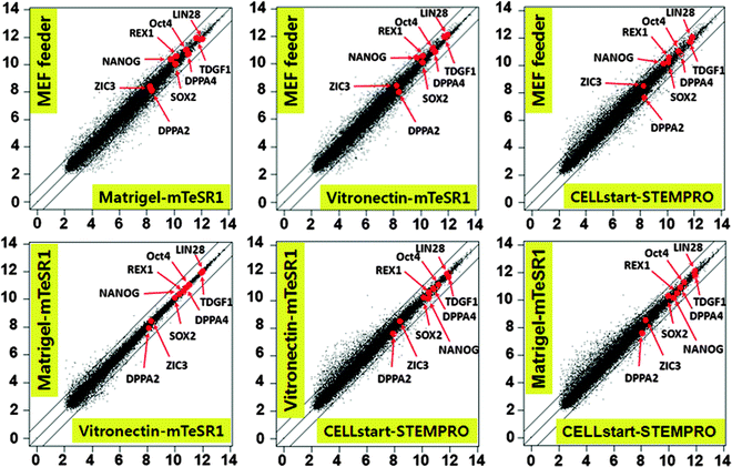 Feeder Free Growth Of Undifferentiated Human Embryonic Stem Cells