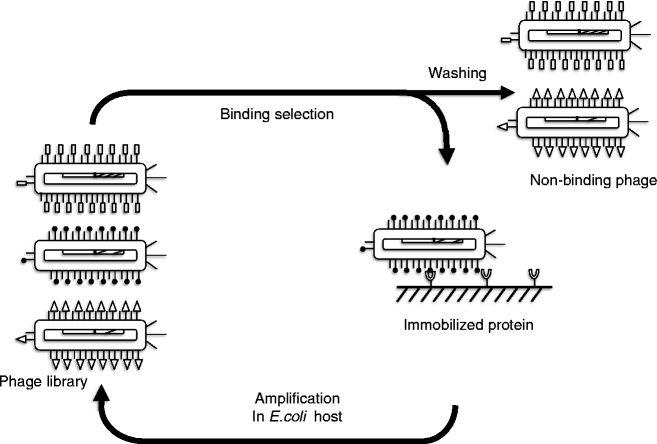 Studying Binding Specificities Of Peptide Recognition Modules By High Throughput Phage Display Selections Springerlink