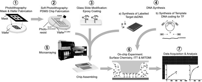 MITOMI: A Microfluidic Platform for In Vitro Characterization of ...