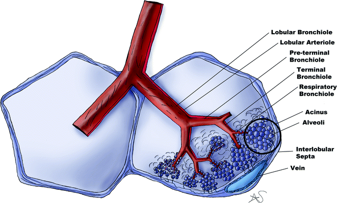Normal Thoracic Anatomy and Common Variants | SpringerLink