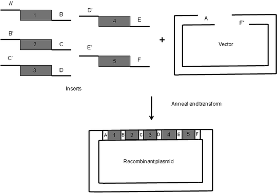 ligation independent cloning serial cloner ligation independent cloning serial cloner