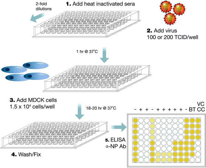 Influenza Virus Titration, Antigenic Characterization, and Serological