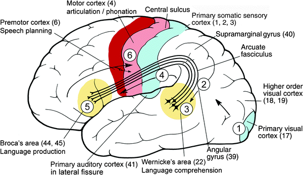 Cerebral Cortex Springerlink