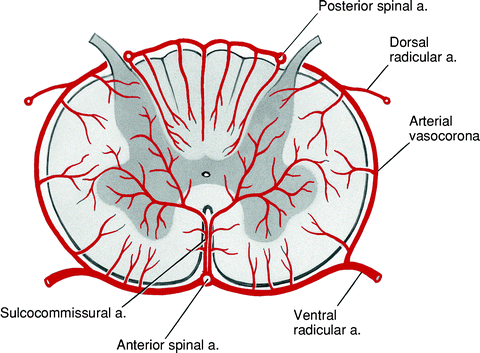 Glomus Tumoru Prof Dr Cetin Vural