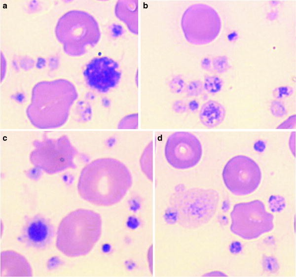 platelets are cell fragments. platelets are cell fragments.