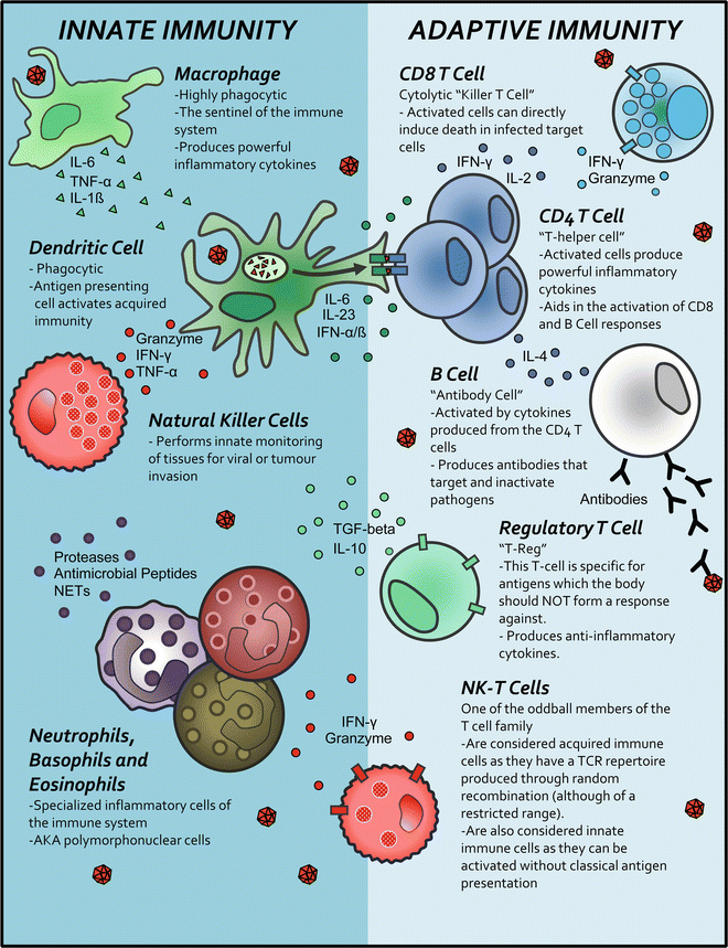 Introduction to the Immune System | SpringerLink