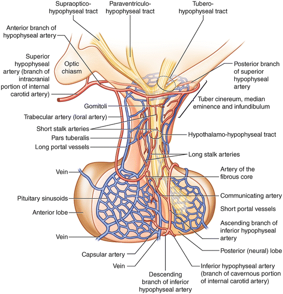 Pituitary Apoplexy Springerlink - 