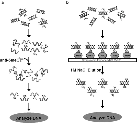 Detection of DNA Methylation by MeDIP and MBDCap Assays An Overview of
