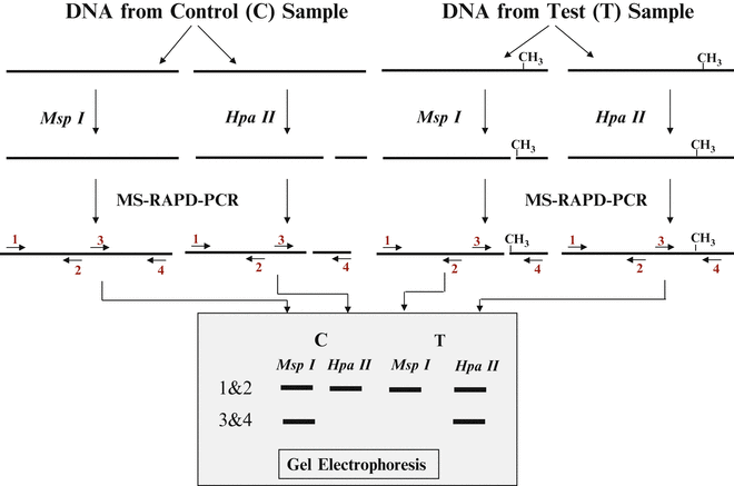 Screening Of Dna Methylation Changes By Methylation Sensitive Random Amplified Polymorphic Dna Polymerase Chain Reaction Ms Rapd Pcr Springerlink Screening Of Dna Methylation Changes By Methylation Sensitive Random Amplified Polymorphic Dna Polymerase Chain Reaction Ms Rapd Pcr Springerlink
