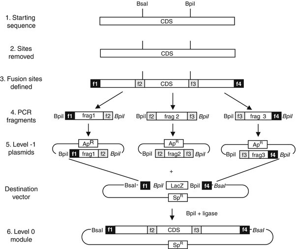 Golden Gate Cloning SpringerLink