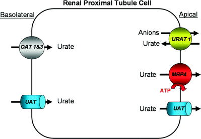 Uric Acid Metabolism And Uric Acid Stones Springerlink