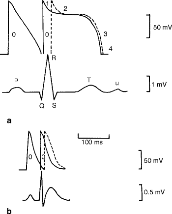 The Mammalian Electrocardiogram Comparative Features Springerlink